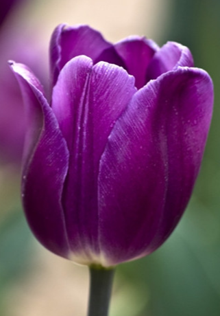 郁金香適合送什么人?郁金香花語(yǔ)告訴您