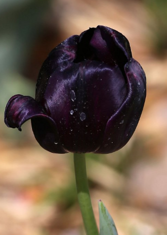 郁金香適合送什么人?郁金香花語(yǔ)告訴您