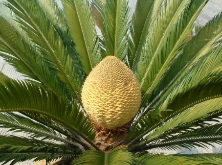 鐵樹的花語是什么?鐵樹什么時候開花