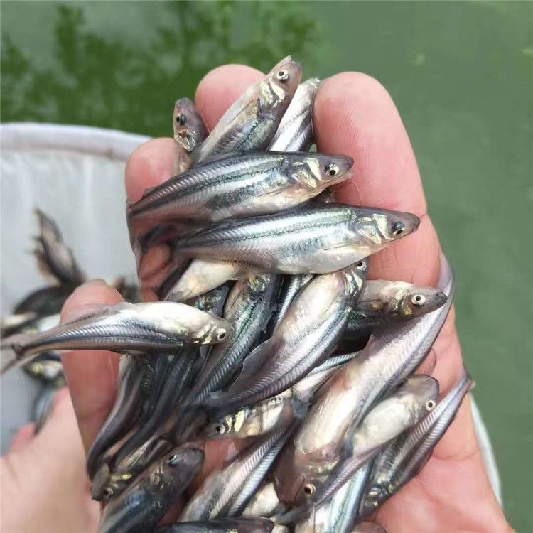 巴沙魚苗怎么養?