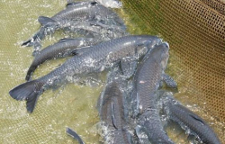<strong>養青魚一畝產量多少？</strong>