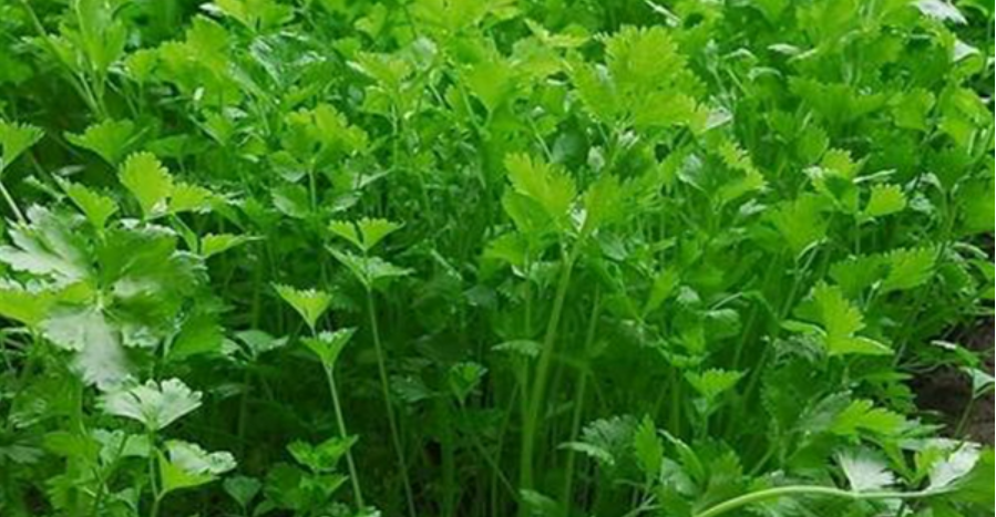 如何在家種香菜?