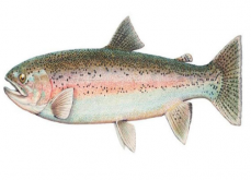 <strong>虹鱒魚高產人工養殖技術，養殖池條件</strong>