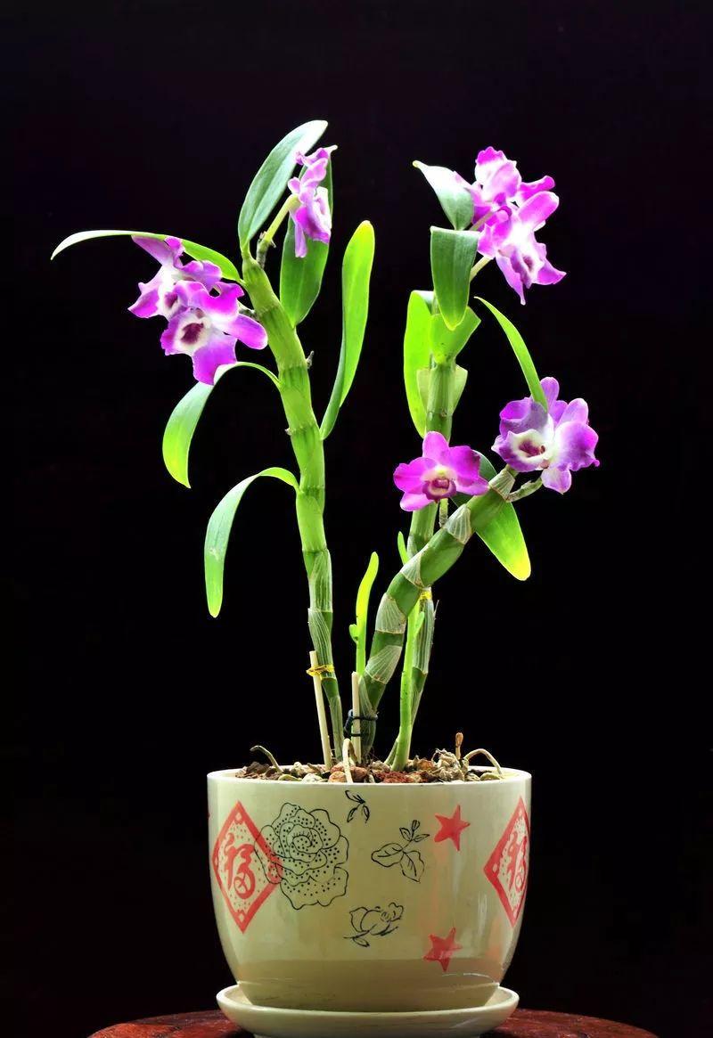 為什么你養(yǎng)的蘭花不開花?