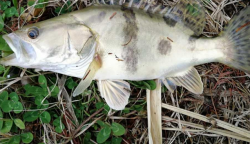 <strong>桂魚一般用什么餌料？常見釣法有哪些？</strong>
