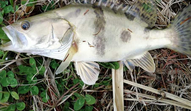 桂魚一般用什么餌料?常見釣法有哪些?