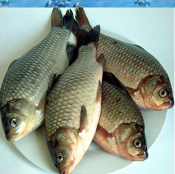 野釣鯽魚用什么打窩最好?
