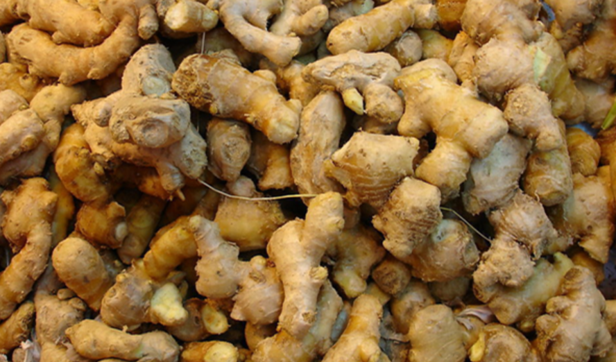 如何種植生姜能提高產(chǎn)量和品質(zhì)?