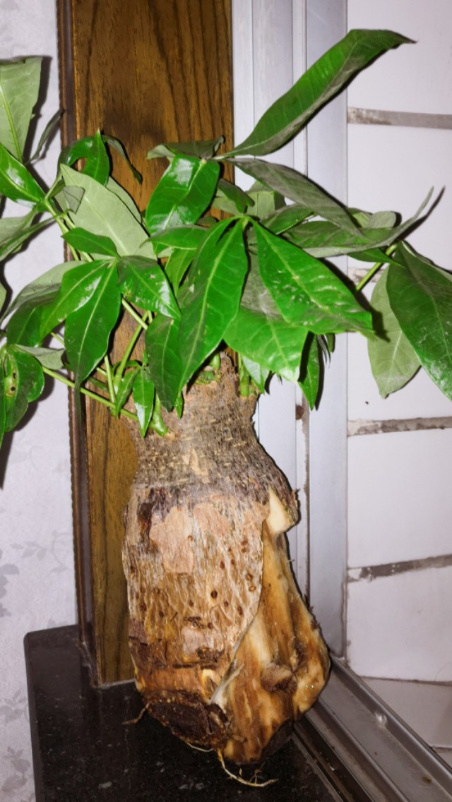 發財樹怎么讓樹干變粗?