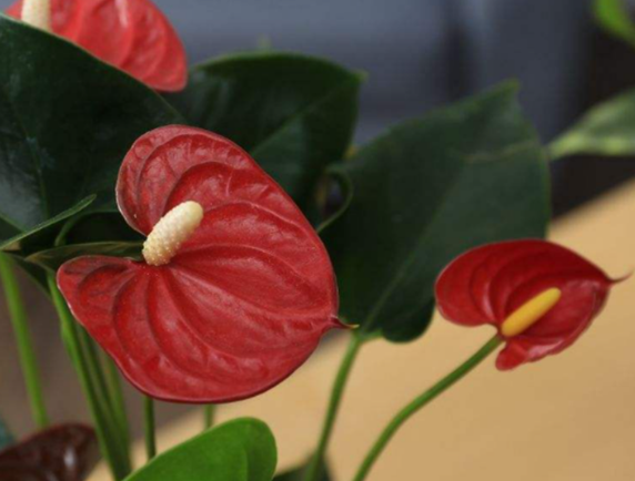 花燭放在室內(nèi)有毒嗎?