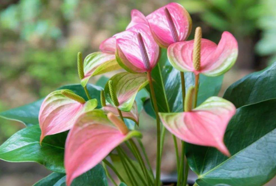 花燭放在室內(nèi)有毒嗎?