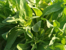 <strong>酥醪菜的種植技術有哪些？</strong>