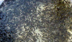 <b>塑料桶養泥鰍的技術</b>