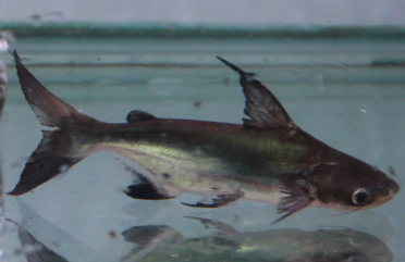鸚鵡魚可以和哪些觀賞魚混養?