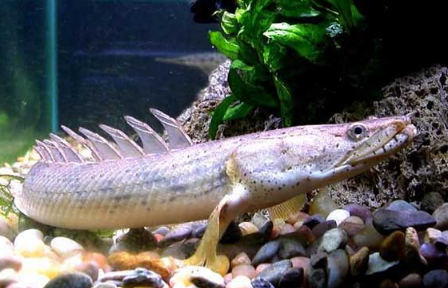鸚鵡魚可以和哪些觀賞魚混養?