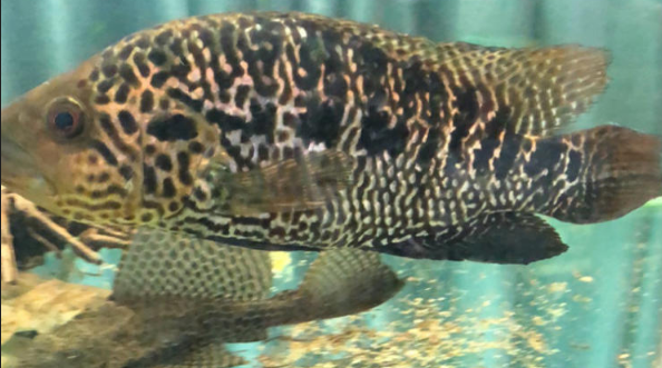 鸚鵡魚可以和哪些觀賞魚混養?
