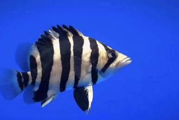 鸚鵡魚可以和哪些觀賞魚混養?