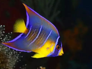 鸚鵡魚可以和哪些觀賞魚混養?