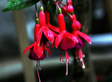 漂亮卻難養(yǎng)的花卉有哪些?