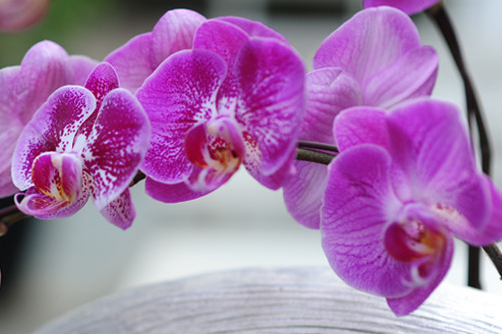 漂亮卻難養(yǎng)的花卉有哪些?