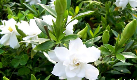 漂亮卻難養(yǎng)的花卉有哪些?