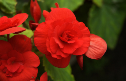 漂亮卻難養(yǎng)的花卉有哪些?