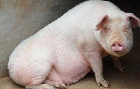 母豬乳腺幾種問題你了解多少?