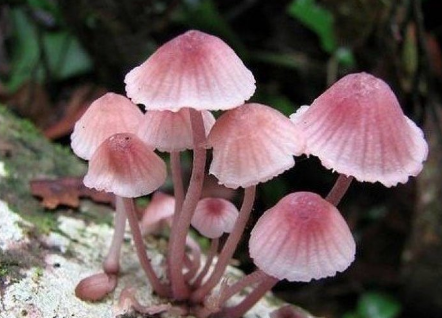 毒粉褶菌可以食用嗎?
