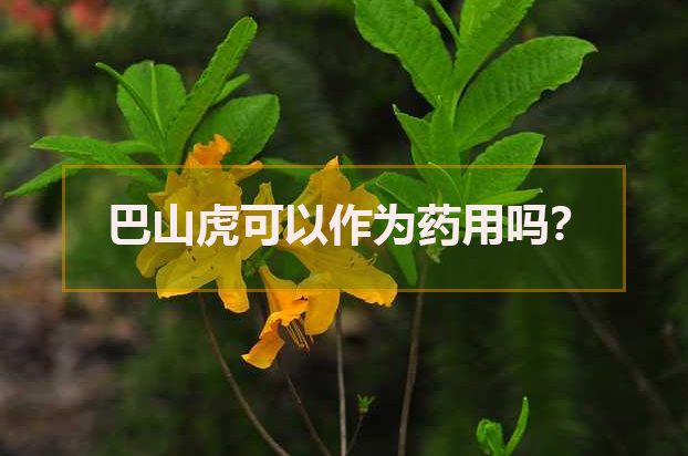 巴山虎可以作為藥用嗎?