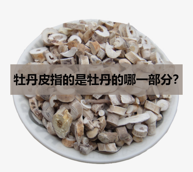 牡丹皮指的是牡丹的哪一部分?