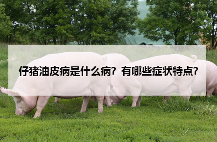 仔豬油皮病是什么病?有哪些癥狀特點?
