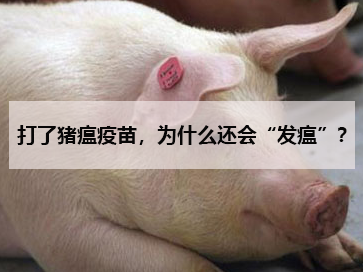 打了豬瘟疫苗,為什么還會“發瘟”?