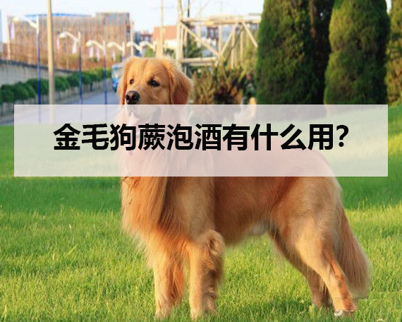 金毛狗蕨泡酒有什么用?