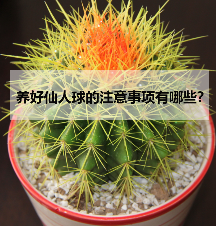 養好仙人球的注意事項有哪些?