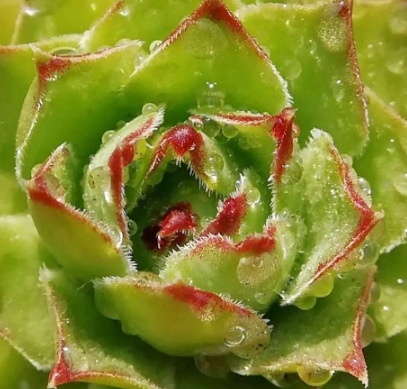 多肉:四季輪換,唯愛與美不可辜負!