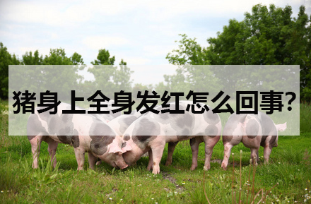 豬身上全身發紅怎么回事?