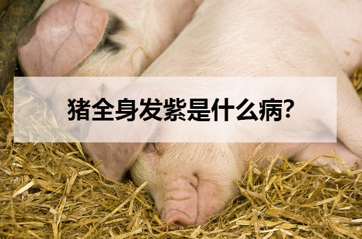 豬全身發(fā)紫是什么病?