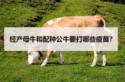 <strong>經(jīng)產(chǎn)母牛和配種公牛要打哪些疫苗？</strong>