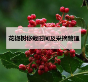 <strong>花椒樹移栽時(shí)間及采摘管理</strong>