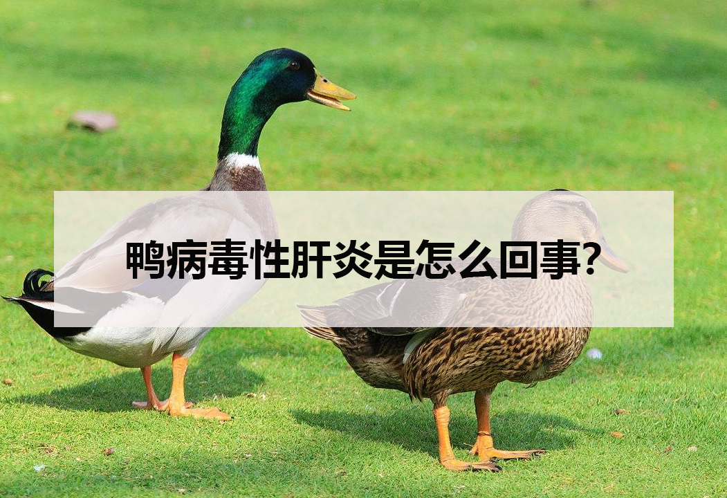 鴨病毒性肝炎是怎么回事?