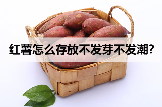 紅薯怎么存放不發芽不發潮?