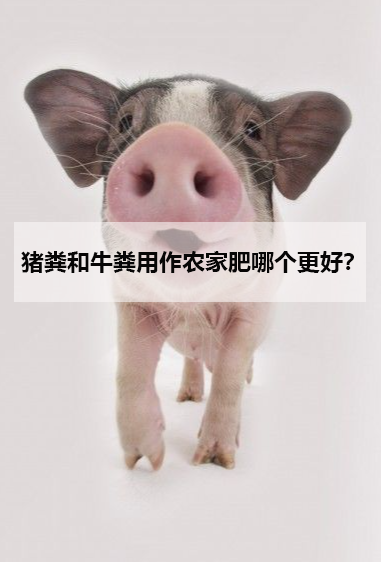 豬糞和牛糞用作農家肥哪個更好?