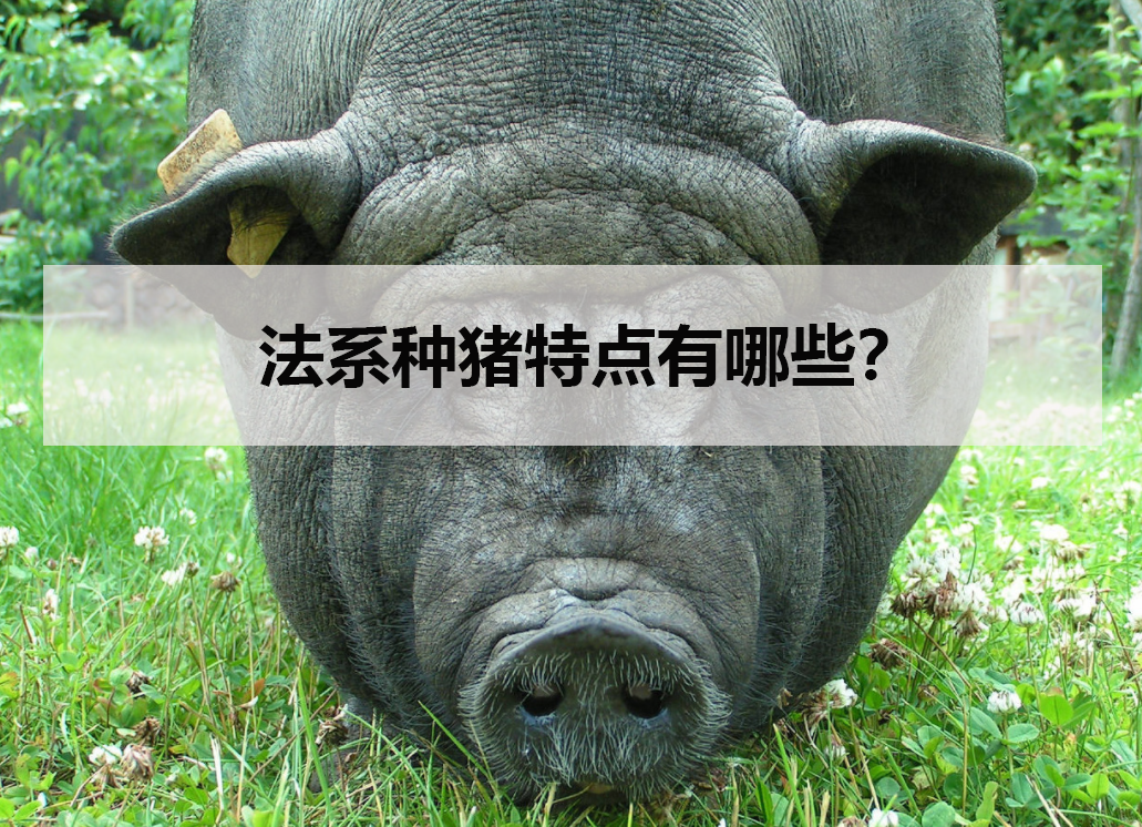 法系種豬特點有哪些?