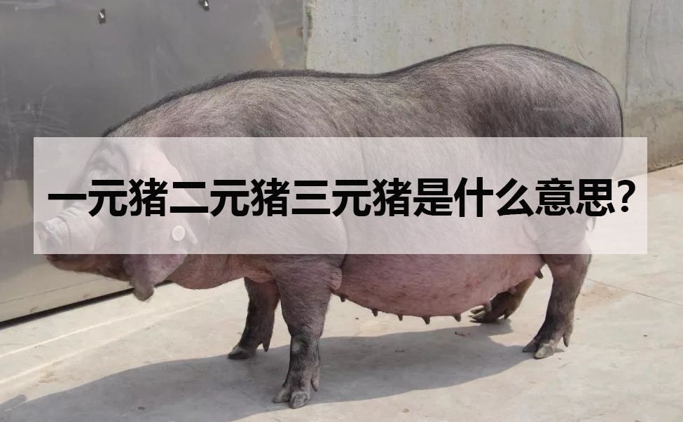 一元豬二元豬三元豬是什么意思?
