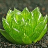 <strong>最容易爛根的多肉植物-玉露</strong>