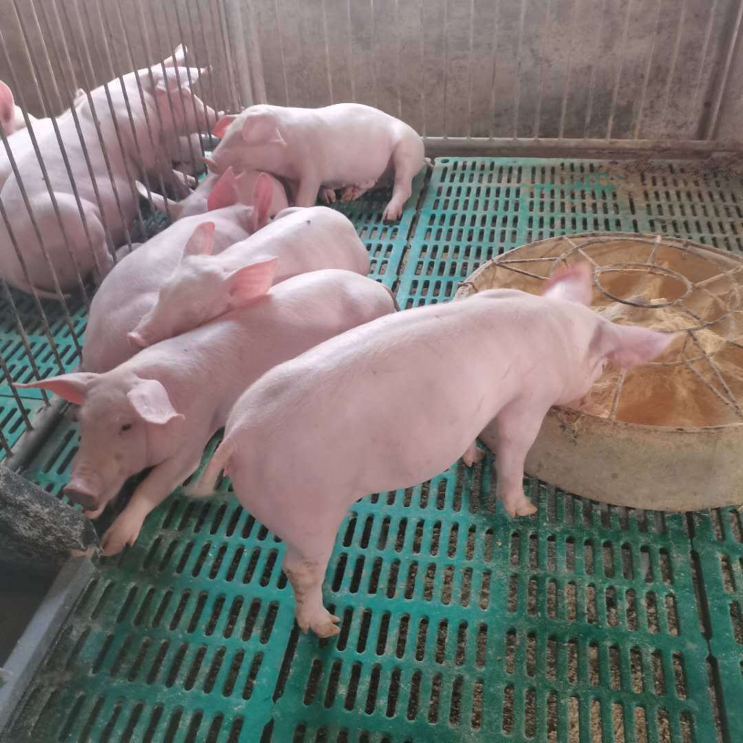 豬腦炎最有效治療方法是什么?
