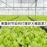 <strong>寒露時節(jié)如何打理好大棚蔬菜？</strong>
