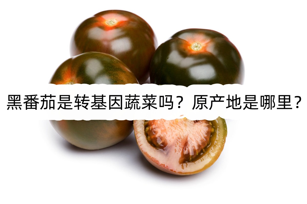 黑番茄是轉(zhuǎn)基因蔬菜嗎?原產(chǎn)地是哪里?