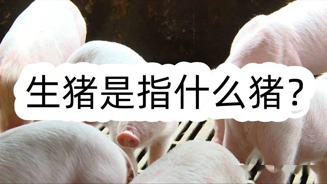 生豬是指什么豬?