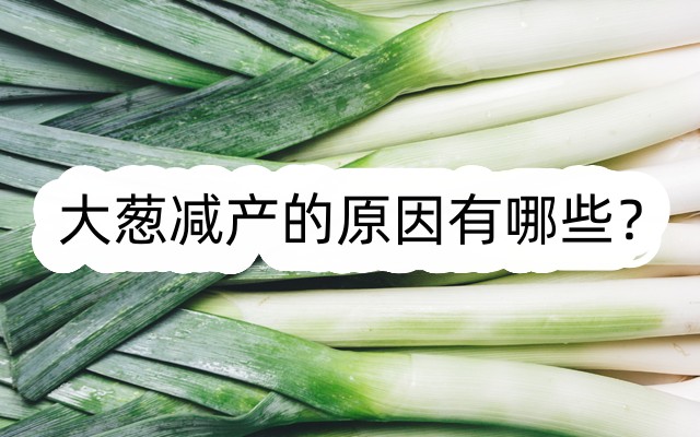 大蔥減產(chǎn)的原因有哪些?